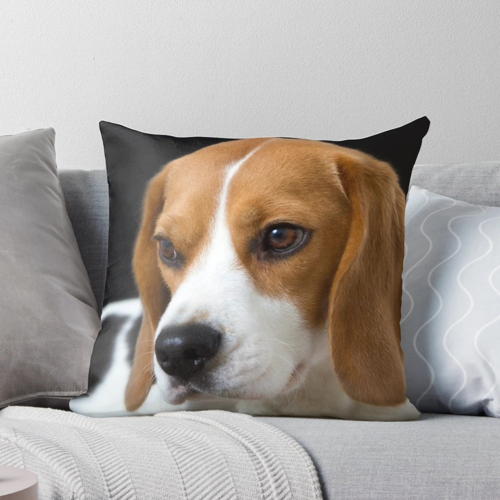 Adorable tricolor beagle dog relaxing on a black pillow, looking directly at the camera.