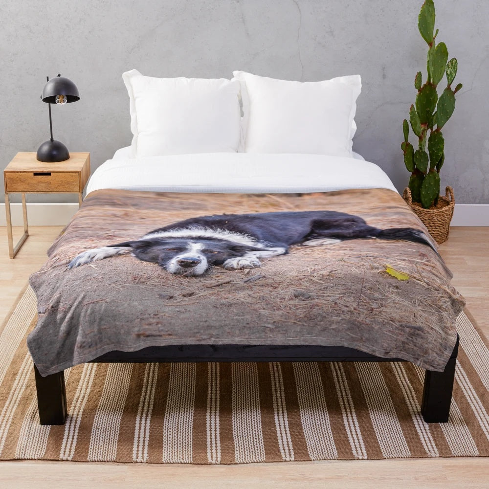 Cute border collie dog lying on the ground in a nature setting