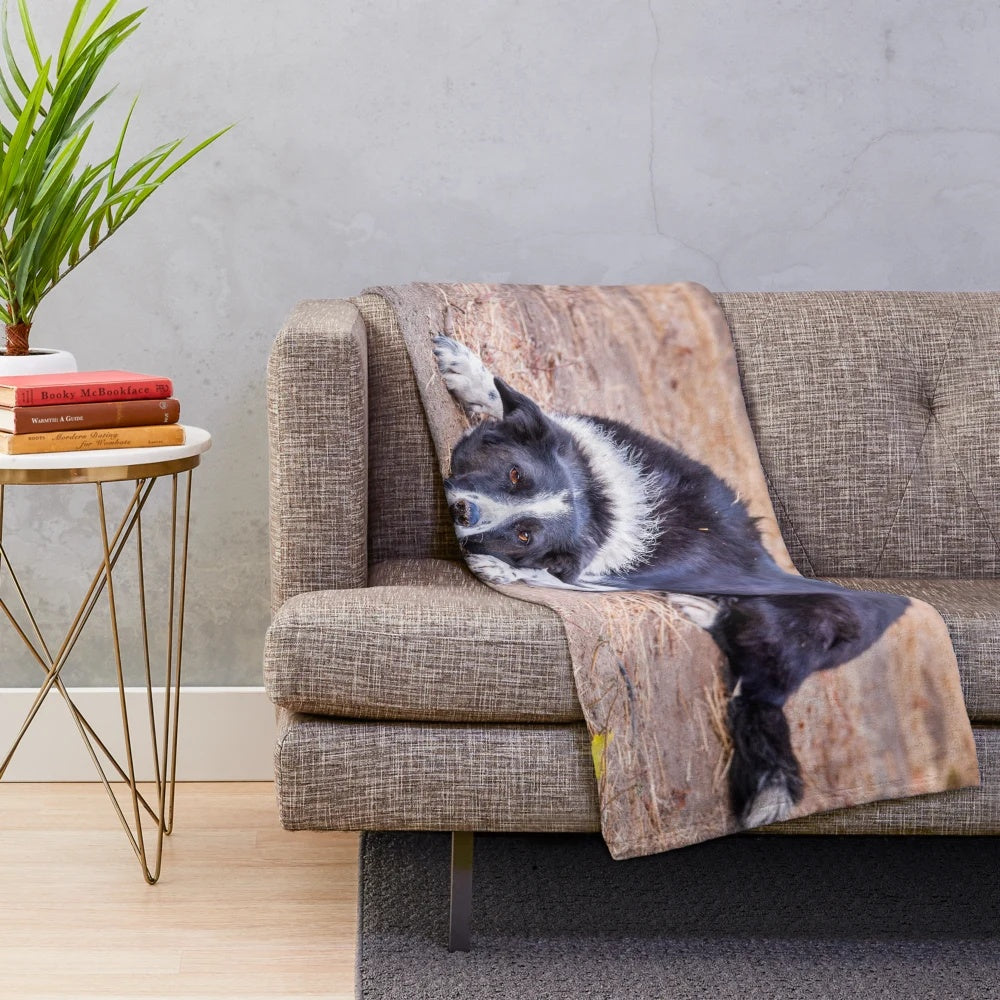 Cute border collie dog lying on the ground in a nature setting