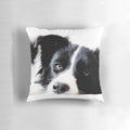 Cute border collie puppy on a comfortable pillow