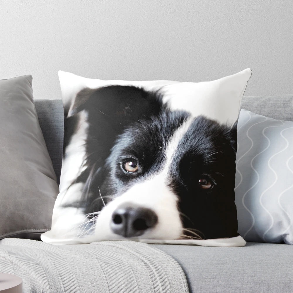 Cute border collie puppy on a comfortable pillow