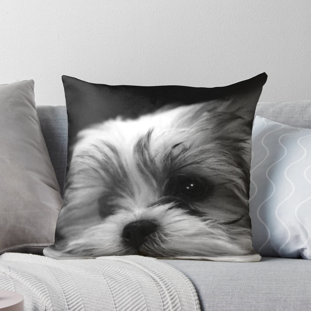 Soft, fluffy Maltese Shitzu mix puppy sitting on a white pillow