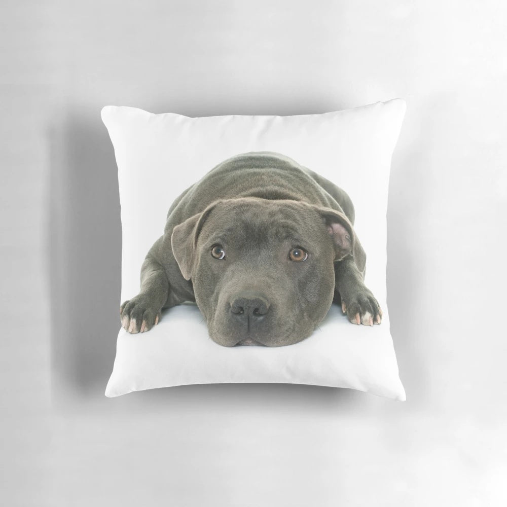 Soft and cuddly Staffordshire Bull Terrier puppy pillow with striking blue eyes