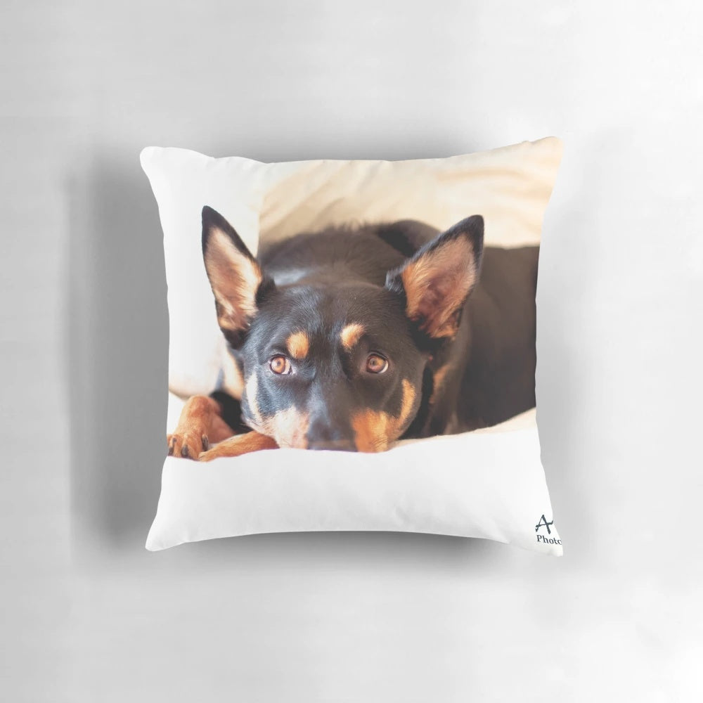 Calendar pillow featuring an Australian working dog breed such as a kelpie, koolie, or border collie.