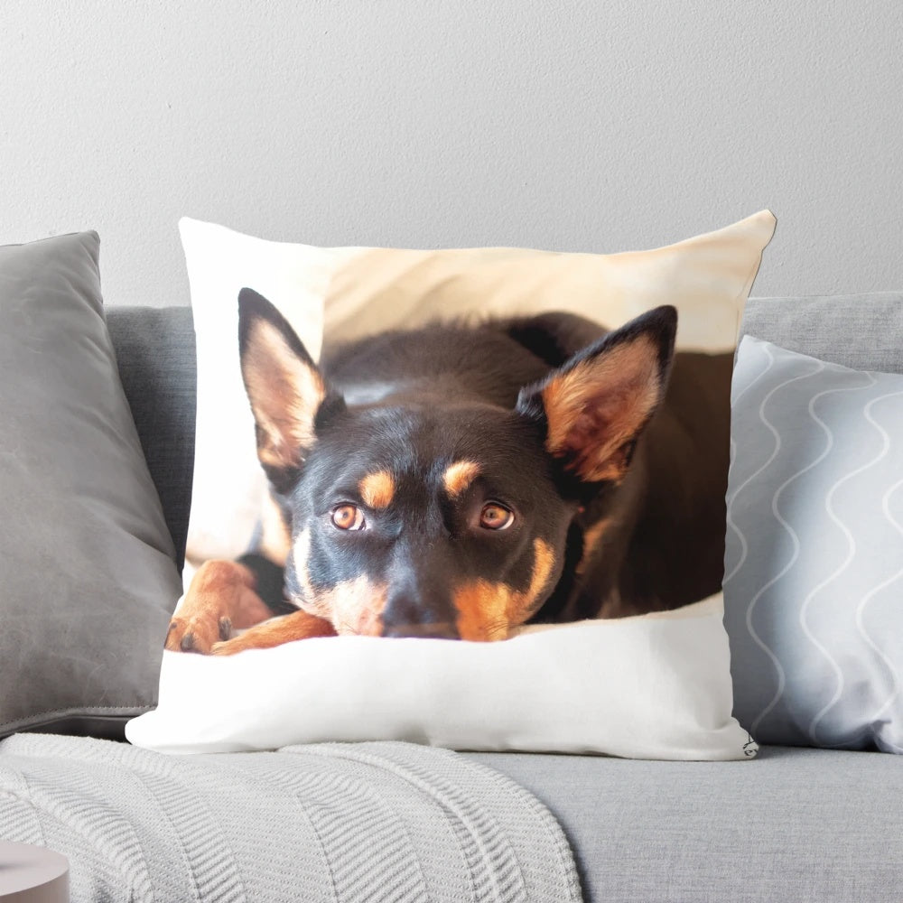 Calendar pillow featuring an Australian working dog breed such as a kelpie, koolie, or border collie.