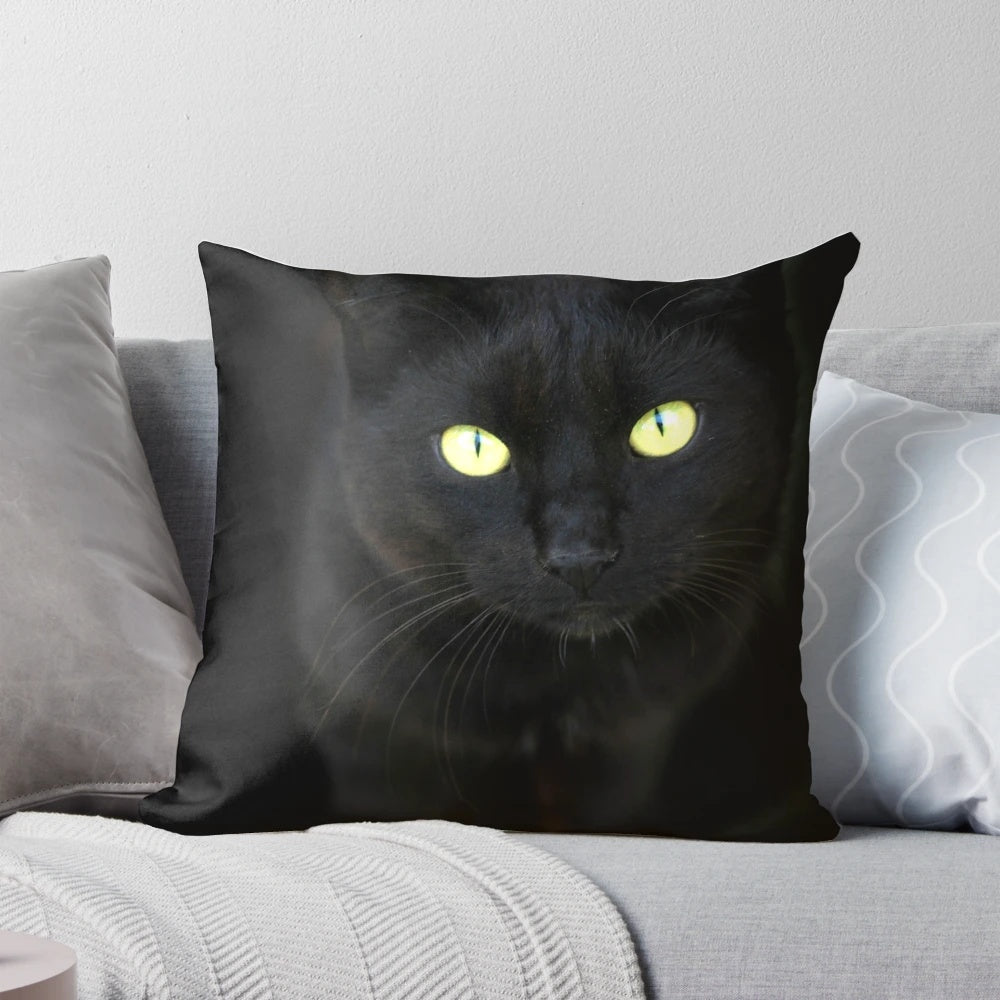 Closeup portrait of a black cat with piercing eyes on a black background