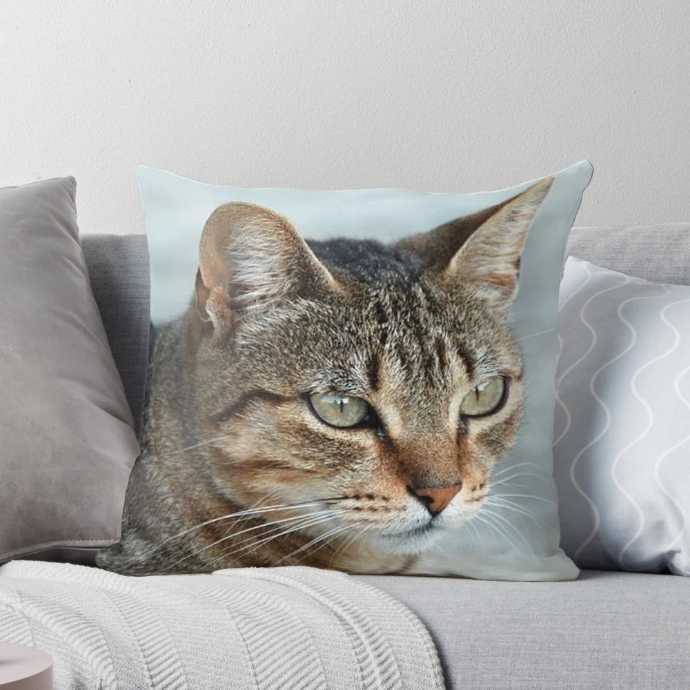 Closeup photo of a stunning tabby cat on a throw pillow