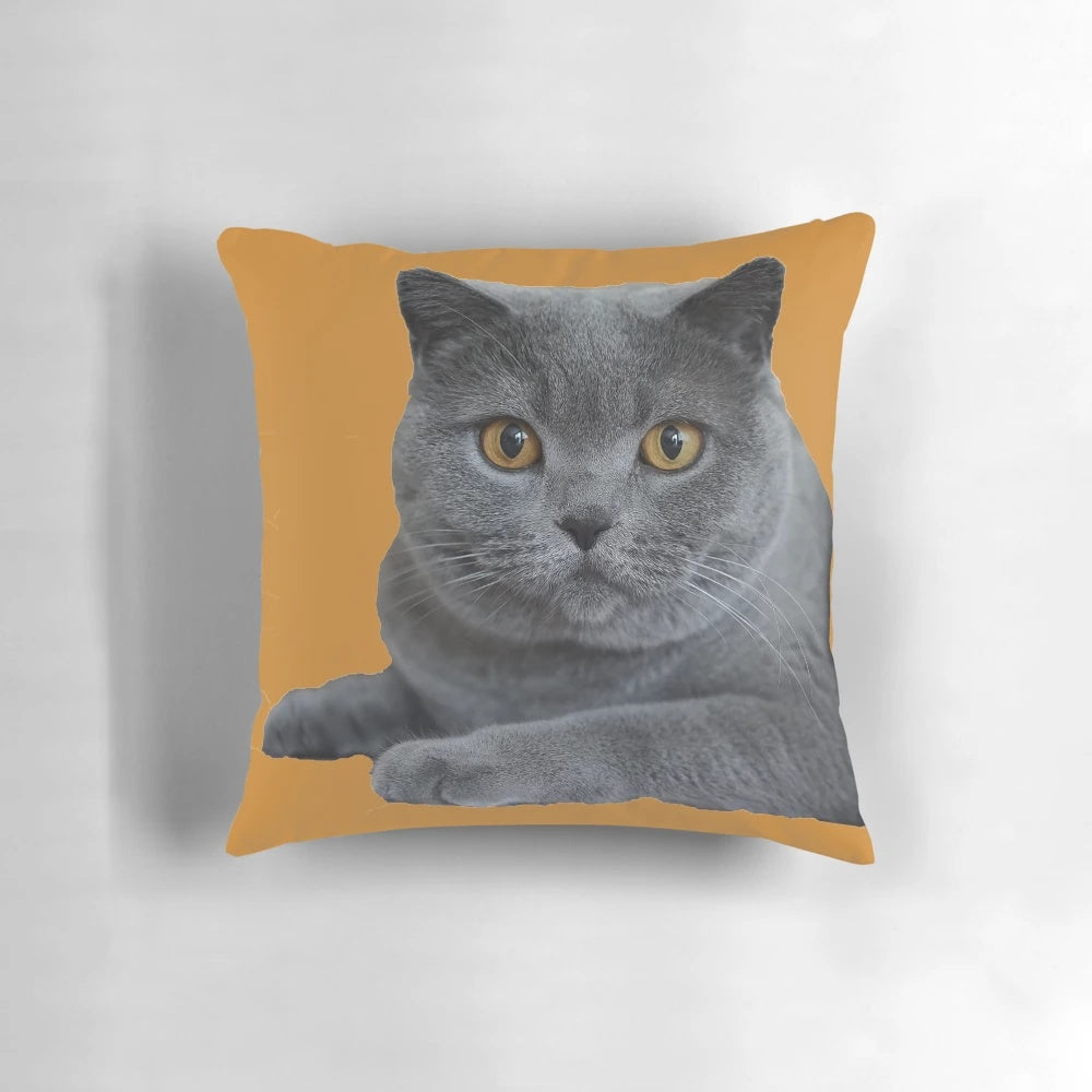 Closeup of a beautiful British Blue Shorthair cat's face in profile