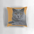 Closeup of a beautiful British Blue Shorthair cat's face in profile