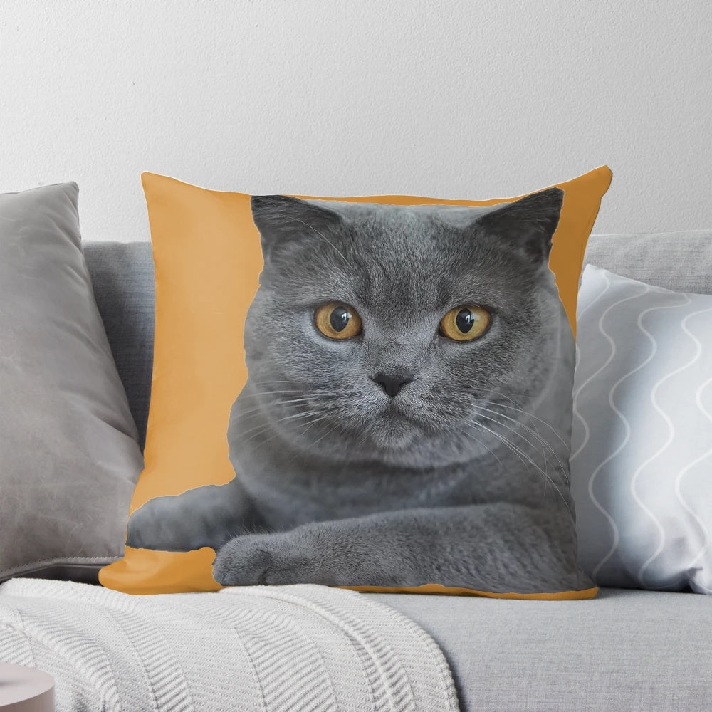 Closeup of a beautiful British Blue Shorthair cat's face in profile