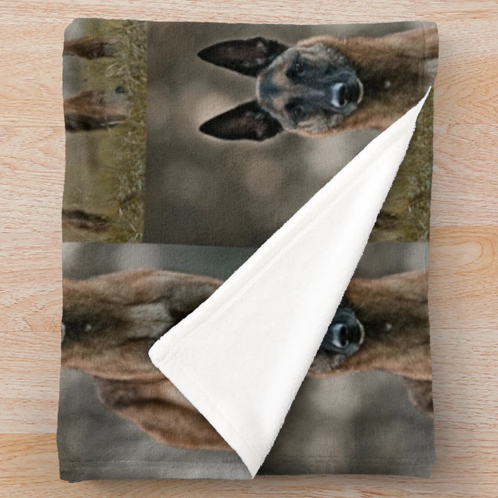Belgian Shepherd Malinois on a plush, cozy blanket