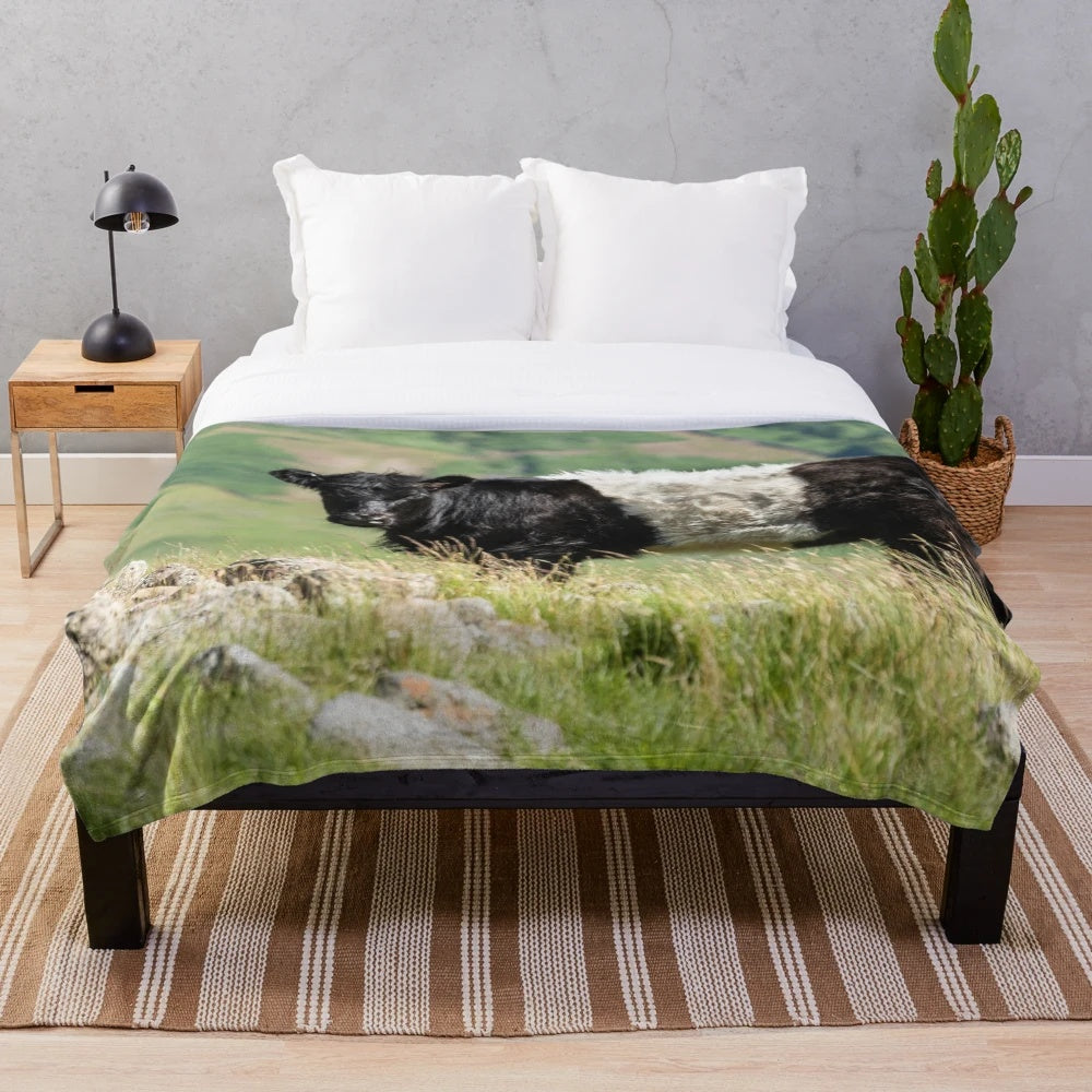 Soft and Snuggly Belted Galloway Cow Plush Blanket