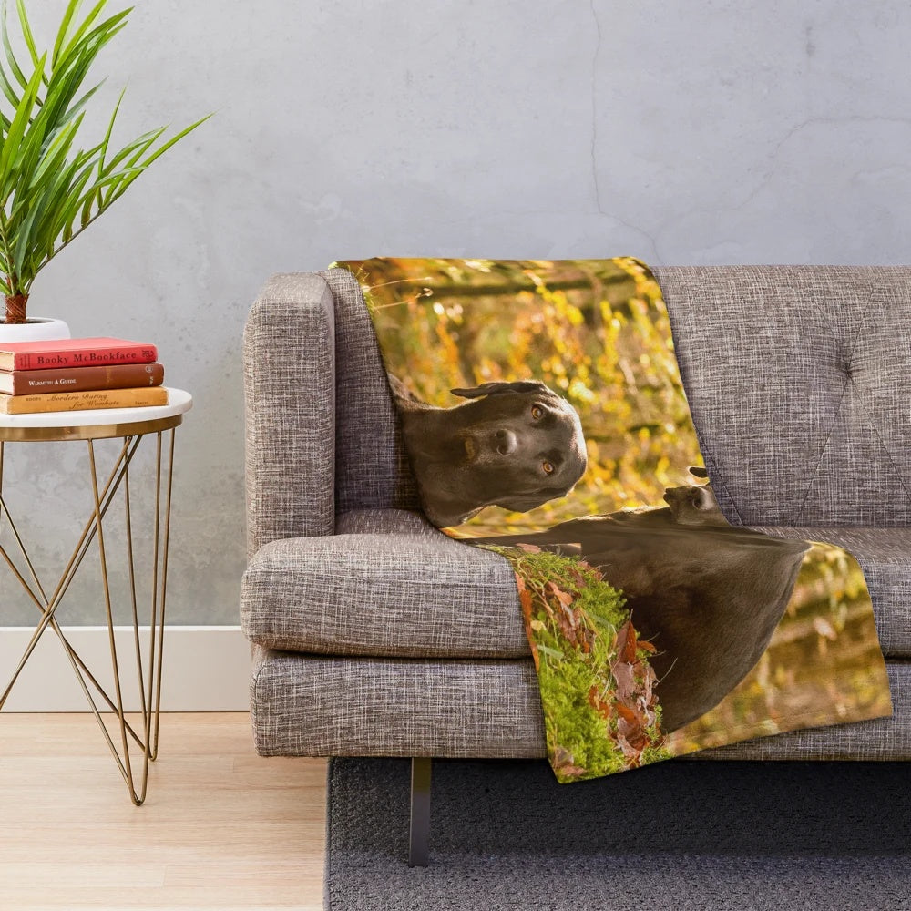 Black labrador retriever on a cozy plush blanket