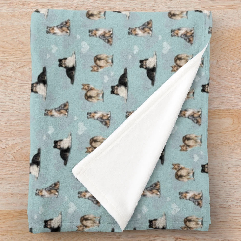 Shetland sheepdog sheltie on a blue plush blanket