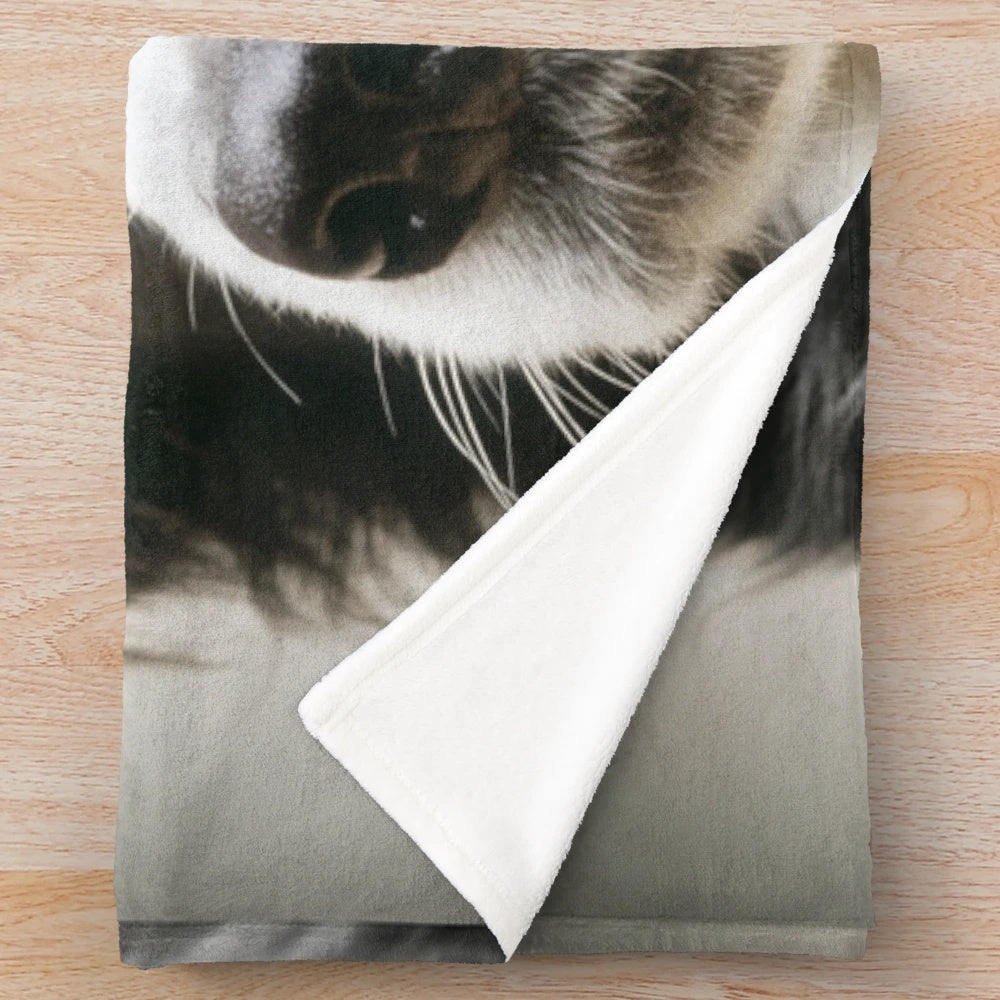 Working border collie pet portrait on a plush blanket