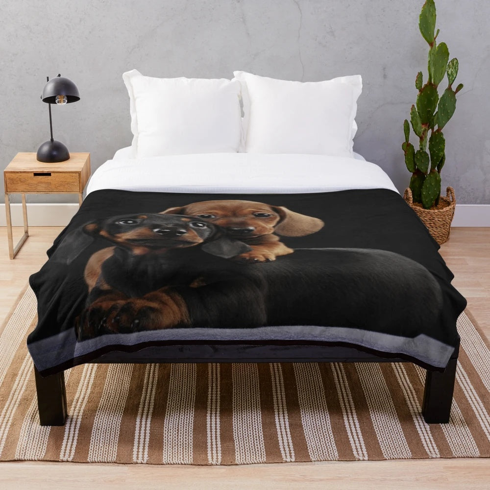Dachshund dog portrait on a plush blanket
