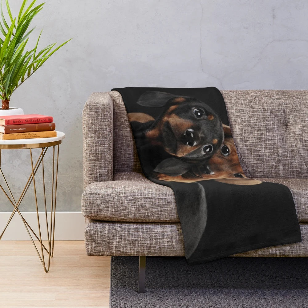 Dachshund dog portrait on a plush blanket