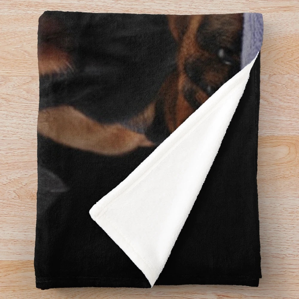 Dachshund dog portrait on a plush blanket