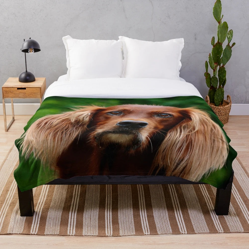 Irish Setter dog portrait on a plush blanket