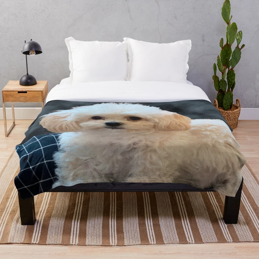 Adorable white maltipoo dog with long silky hair on a plush blanket