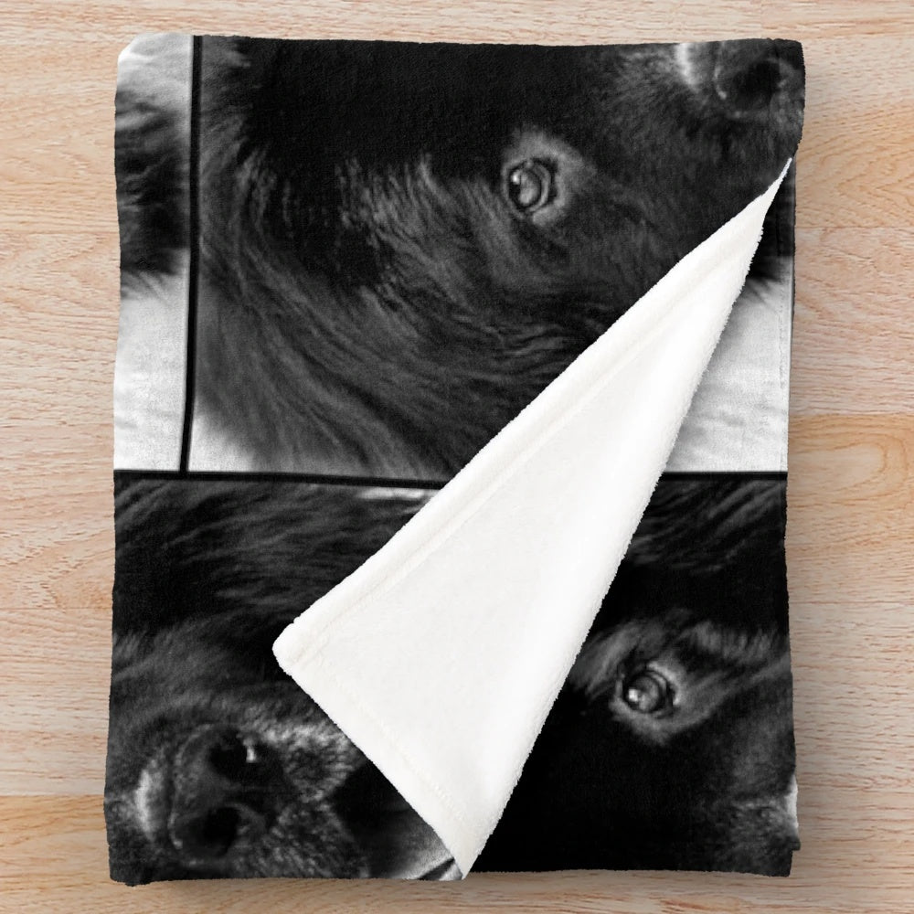 Newfoundland dog portrait in black and white photography printed on a plush blanket
