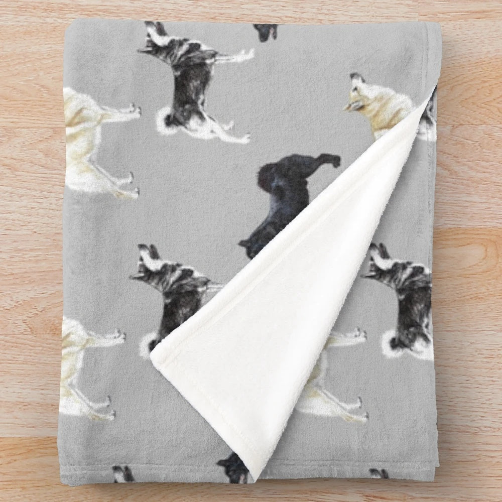 Norwegian Buhund dog breed featured on a plush, soft blanket