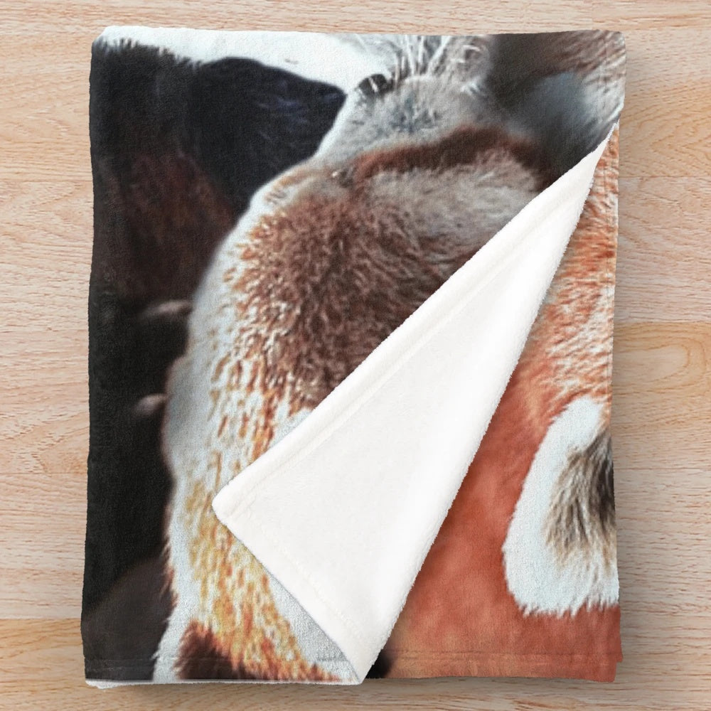 Red Panda Plush Blanket