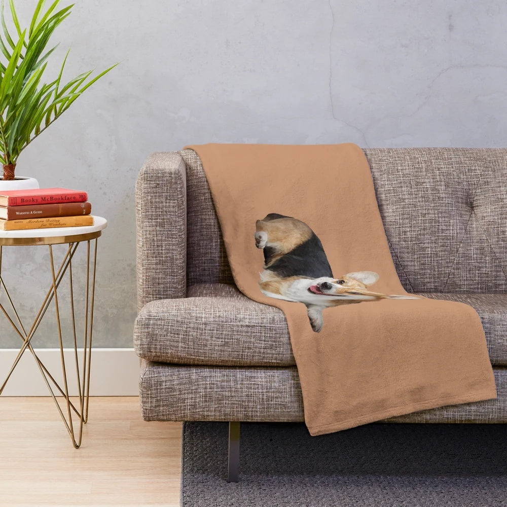 Welsh Corgi Pembroke dog breed on a plush blanket
