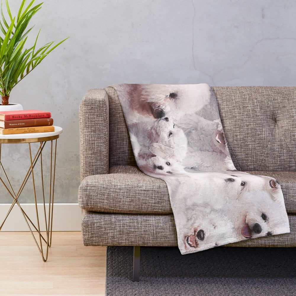 Bichons and Maltese dogs on a plush, soft blanket