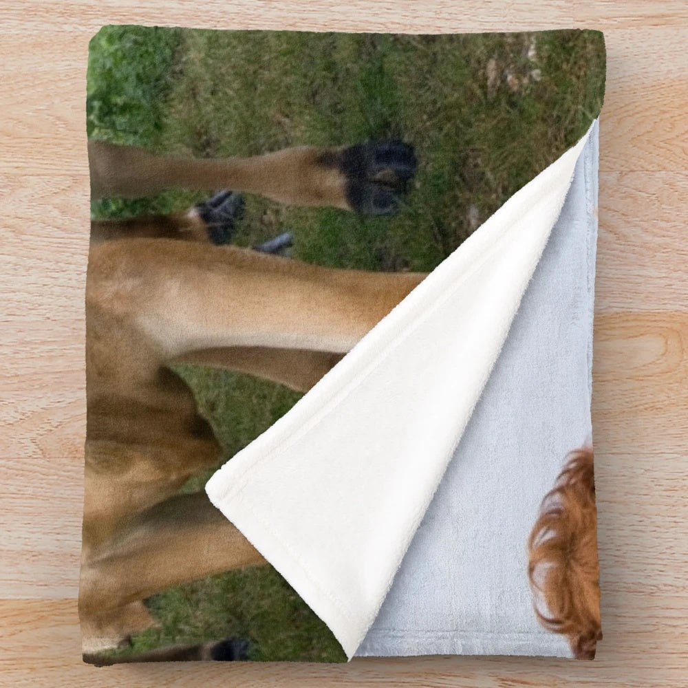 Plush blanket with curious jersey cows design