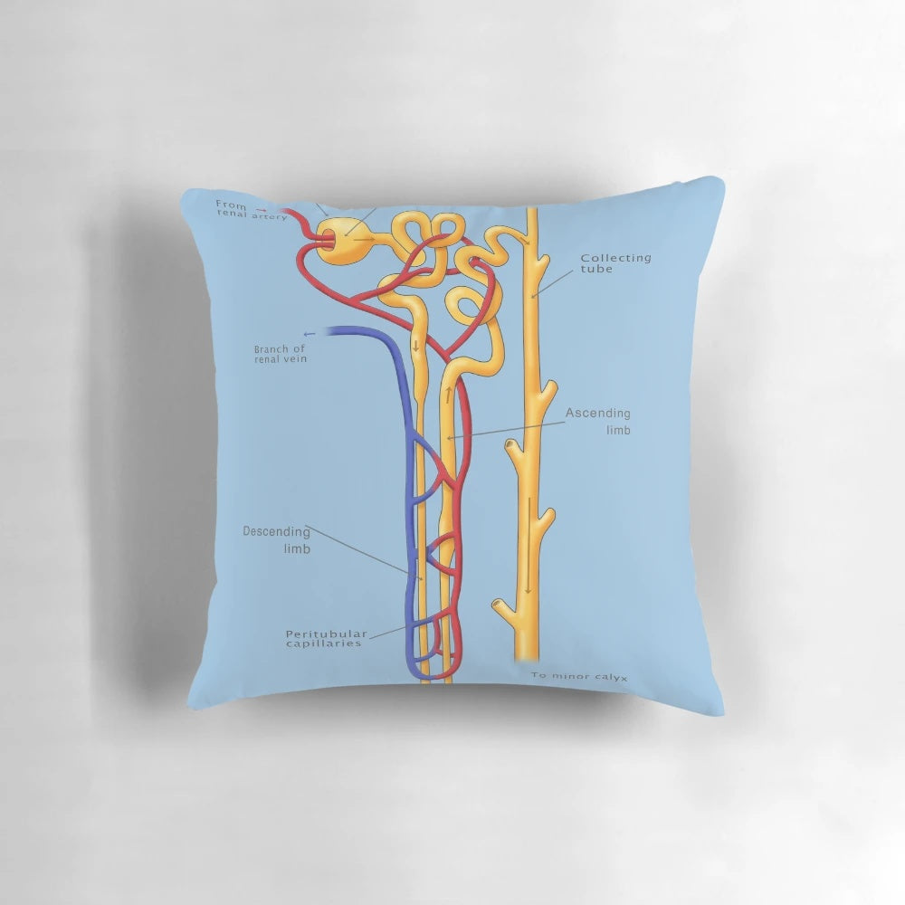 Illustration of the Nephron, the Functional Unit of the Kidney, for Science-Themed Home Decor