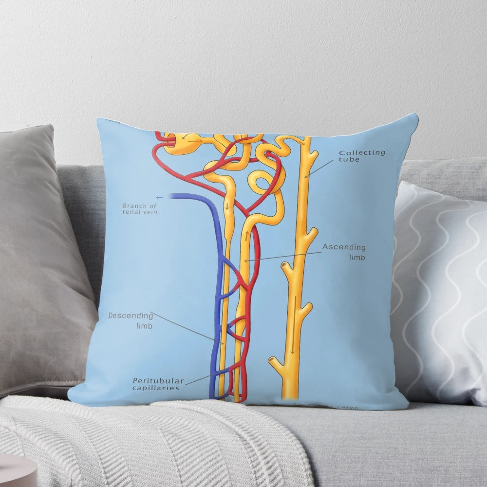 Illustration of the Nephron, the Functional Unit of the Kidney, for Science-Themed Home Decor