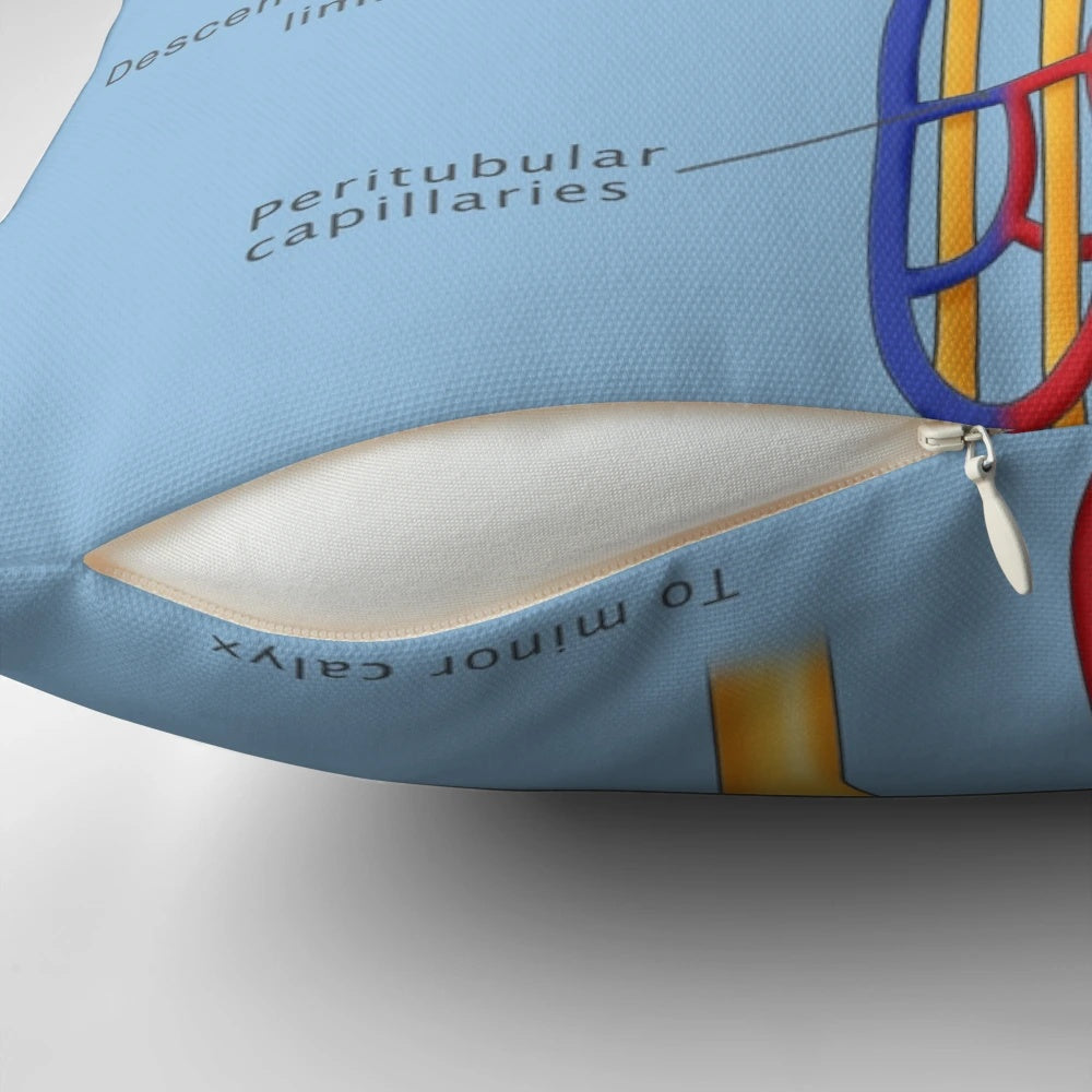 Illustration of the Nephron, the Functional Unit of the Kidney, for Science-Themed Home Decor