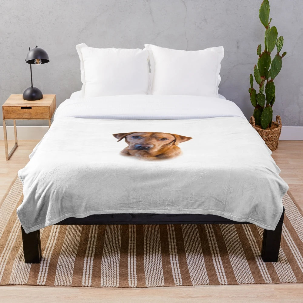 Stunning red labrador dog on a plush, cozy blanket