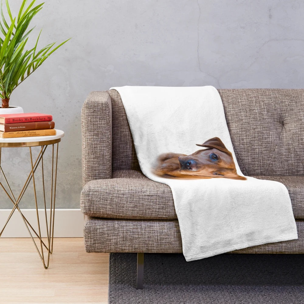 Stunning red labrador dog on a plush, cozy blanket