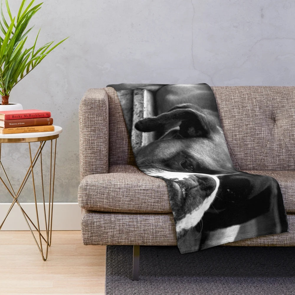 Boxer dog on windowsill in black and white photograph