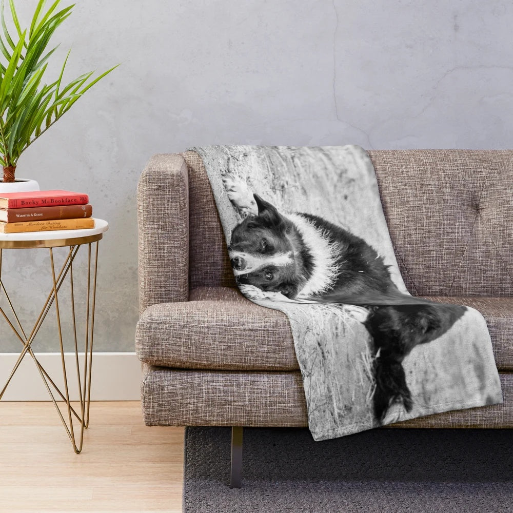 Black and white border collie dog lying on the ground in a nature setting