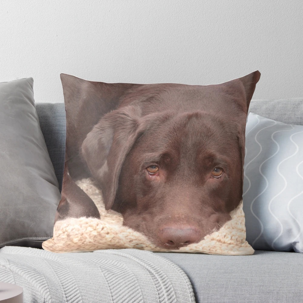 Chocolate Labrador Retriever Pillow
