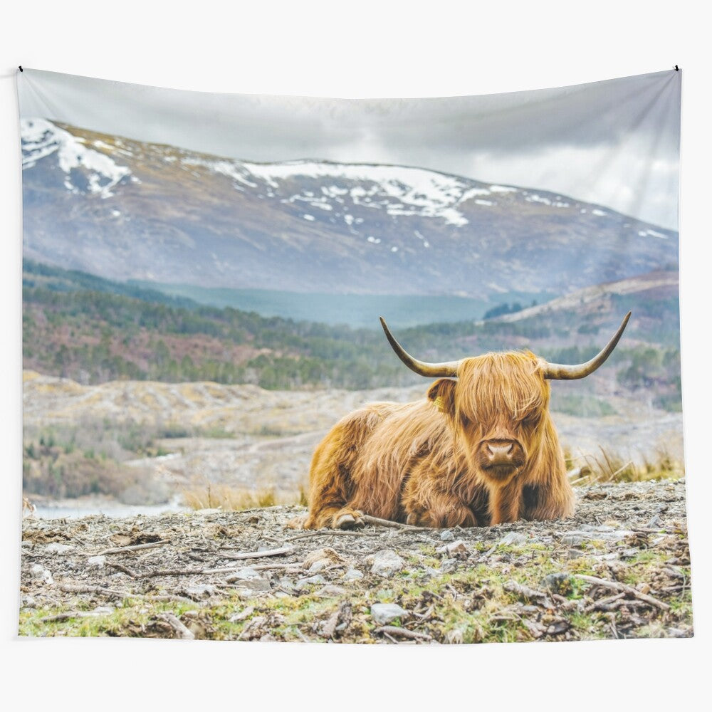 Adorable highland cow with fluffy, hairy coat in a nature portrait