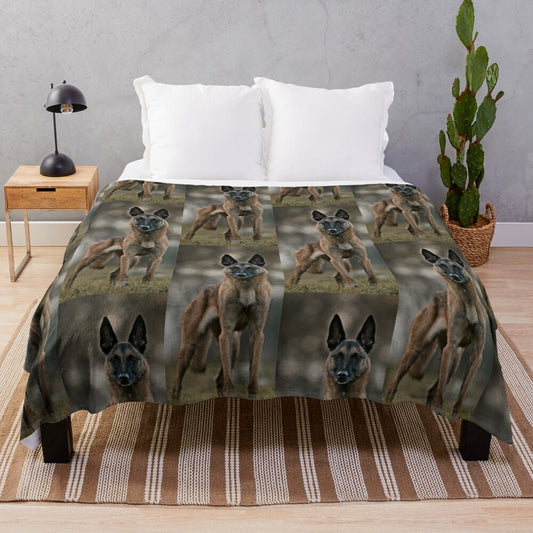 Belgian Shepherd Malinois on a plush, cozy blanket