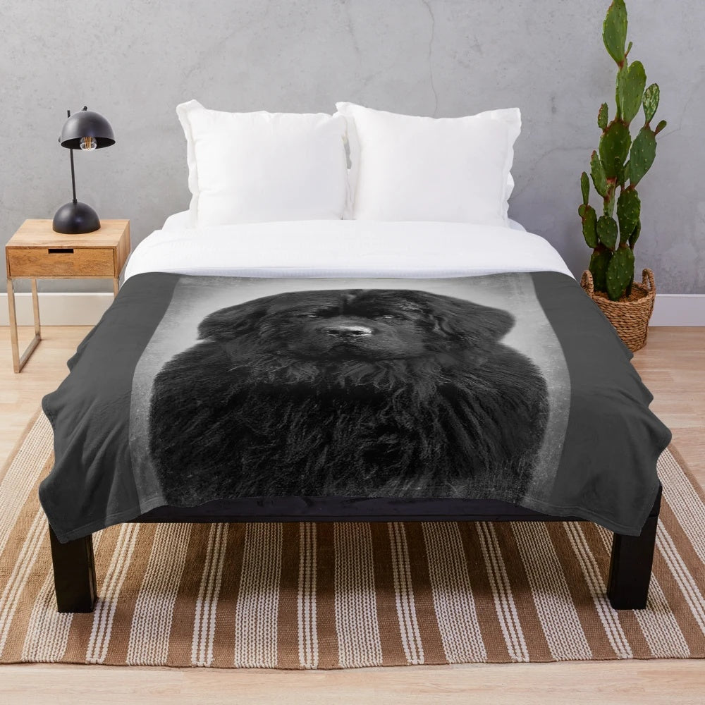 Vintage-style black and white portrait of a Newfoundland dog