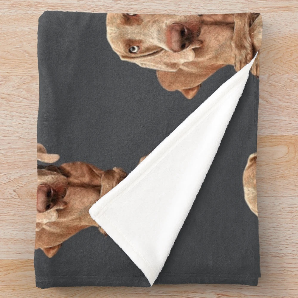 Weimaraner dog portrait on a cozy plush blanket
